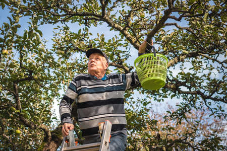 Senior farmer picking apple fruit from ladder in orchard. Harvesting organic apples in fall season. Agricultural activity and homegrown produce in gardenの写真素材