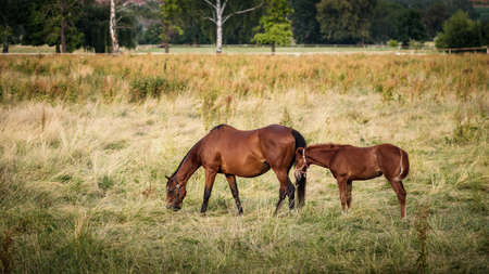 Thoroughbred horse on pasture. Mare with her foal grazing grass at meadow. Racehorse family on ranchの写真素材