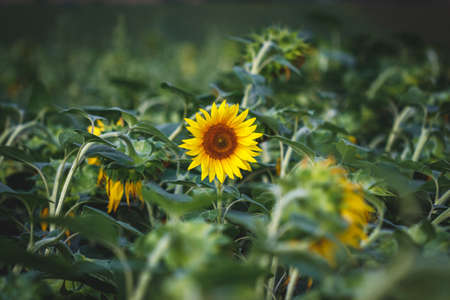 Sunflower field. Agricultural plant. Yellow blossom and green leavesの写真素材