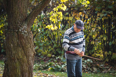 Senior man raking leaves from lawn in garden. Fall gardening. Gardener cleaning backyard from autumn...