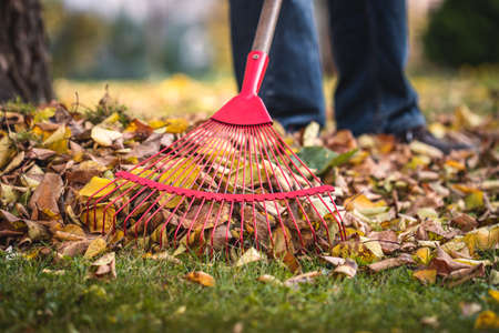 Raking leaves from lawn in garden. Rake closeup. Autumn gardeningの写真素材