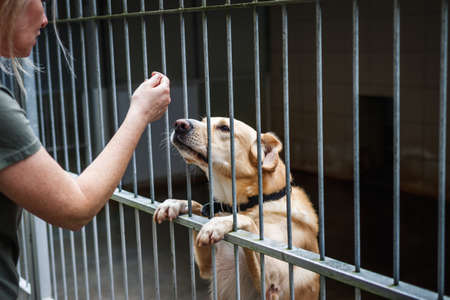 Pet adoption. Woman choosing dog from animal shelter. Cute abandoned and rescued retriever in dog poundの写真素材