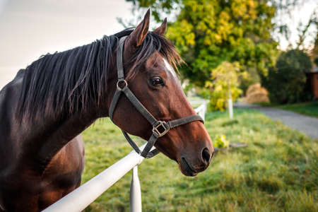 Portrait of thoroughbred horse on pasture. Animal headの写真素材