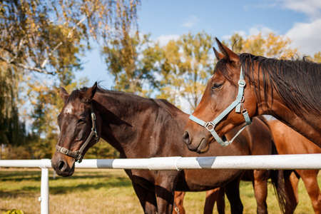 Horses in autumn farmland. Brown thoroughbred horseの写真素材
