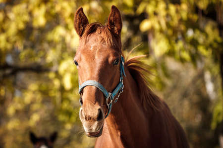Foal head in autumn foliage background. Portrait of young thoroughbred horse outdoorsの写真素材