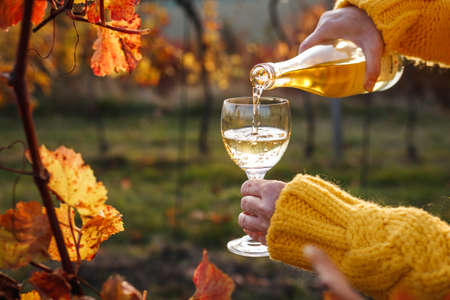 Woman pouring white wine into glass in vineyard at autumn. Sommelier winetasting outdoorsの写真素材