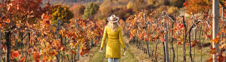 Autumn vineyard. Female vintner winetasting outdoors. Stylish woman holding white wine bottle and drinking glass. Panoramic viewの写真素材
