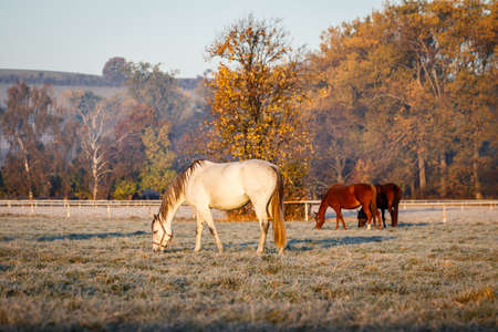 Herd of horses grazing grass on pasture. Animal farm. Thoroughbred horse livestock. Cold morning at ranch in autumnの写真素材