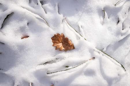 Oak leaf in snow. Symbol of change season from autumn to winterの写真素材