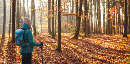 Hiking outdoors in fall season. Autumn hike in forest. Woman tourist with backpack and hiking pole looking at sunbeam in woodland. Panoramic viewの写真素材