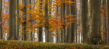Autumn deciduous forest. Panoramic view of woodland in fall season. Beech trees with orange colored leaves. Beautiful tranquil nature sceneryの写真素材