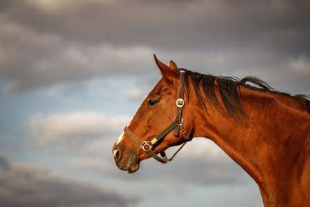 Portrait of thoroughbred horse head against cloudy skyの写真素材