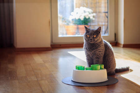 British shorthair cat with her cats toy in living roomの写真素材