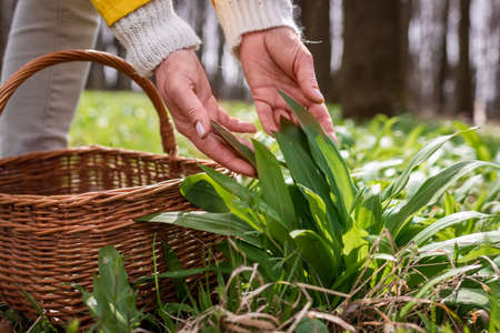 Woman picking wild garlic (allium ursinum) in forest. Harvesting Ramson leaves herb into wicker basketの素材 [FY310179877687]