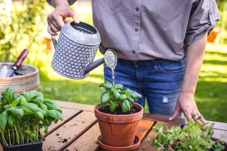 Planting and gardening in garden at spring. Woman watering planted basil herb in flower pot on table. Organic herbal gardenの写真素材