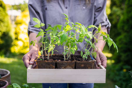 Woman gardener holding tomato seedling in crate ready for planting in organic garden. Planting and gardening at springtimeの写真素材