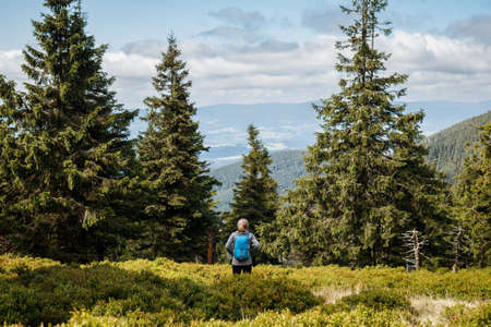 Hiker standing in spruce forest with blueberry bushes. Solo tourist hiking in mountains. Sport...