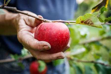Farmer picking red apple from tree in orchard. Harvesting fruit in organic garden