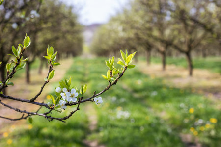 Spring in orchard. Plum tree branch with blossom and fresh green leaves
