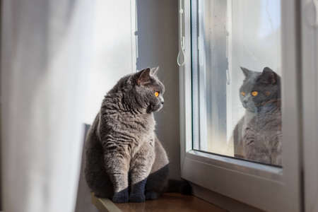 British shorthair cat looking from window. Cute pet animal indoors