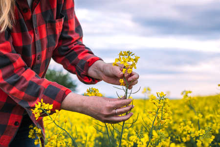 Woman agronomist control growth of blooming oilseed rape crop. Female farmer examining flowering rapeseed plants in agricultural fieldの写真素材