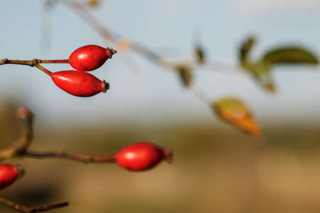 Red rosehip in nature. Ripe organic berry fruit