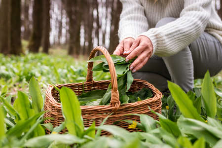 Woman picking wild garlic (allium ursinum) in forest. Harvesting Ramson leaves herb into wicker basket. Herbal harvestの写真素材