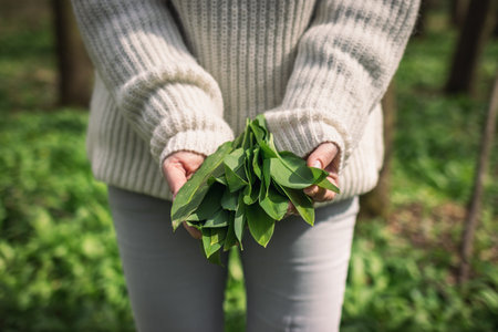Wild garlic (allium ursinum) in female hand. Woman holding bunch of herbal Ramson leaves in forestの写真素材