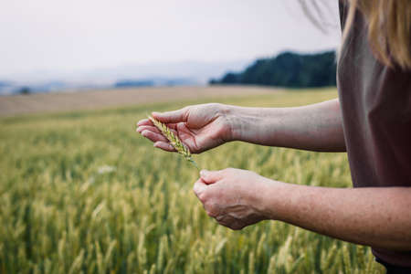 Farmer control quality of growth a wheat field. Woman agronomist inspecting cereal plant at her organic farmの写真素材