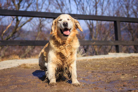 Funny dog sitting in mud puddle. Dirty golden retriever outdoorsの写真素材
