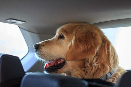 Golden retriever in car. Travel with dog and petの写真素材