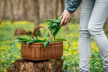 Herbal harvest. Woman picking wild garlic (allium ursinum) in forest. Harvesting Ramson leaves herb into wicker basketの写真素材