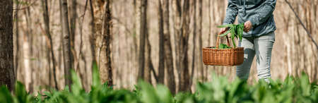 Herbal harvest. Woman picking wild garlic (allium ursinum) in forest. Harvesting Ramson leaves herb into wicker basket. Panoramic viewの写真素材