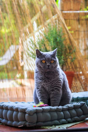 Gray british shorthair cat sitting on pet bed on terrace. Cute animalの写真素材