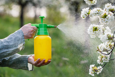 Farmer spraying blooming fruit tree against plant diseases and pests. Using spray bottle with insecticide in orchardの写真素材