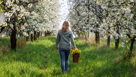 Woman with daffodil flowers in basket walking in blooming cherry tree orchard. Spring season in natureの写真素材