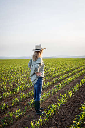 A stream of satisfied farmer is looking at a corn field in cultivated land. Woman with straw hat...