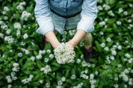 Woman holding bunch of wild garlic flowers in forest. Top view. Springtime in woodland