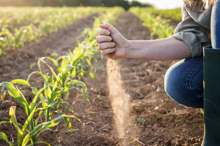 Drought in field. Farm worker holding dry soil in hand and controlling quality of fertility in arid climate. Impact of climate change on agricultureの写真素材