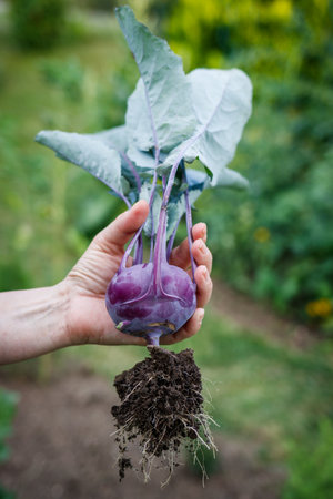 Kohlrabi in female hand. Woman harvesting ripe organic purple kohlrabi from vegetable gardenの写真素材