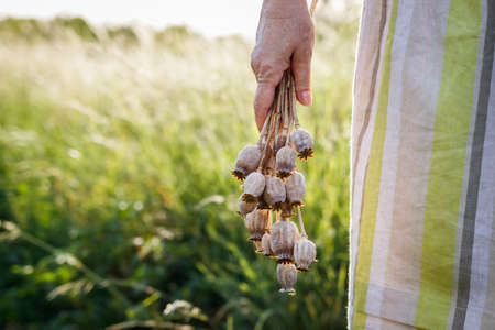 Poppy pod in female hand. Woman holding bunch of dried poppy plant in meadow