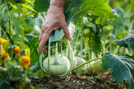 Hand picking kohlrabi from vegetable garden. Organic gardeningの写真素材