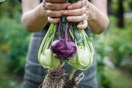 Kohlrabi in female hand. Woman harvesting ripe organic green and purple kohlrabi in vegetable gardenの写真素材