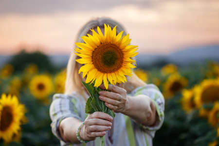 Carefree woman holding sunflower in field during sunset. Enjoyment of summer in natureの写真素材