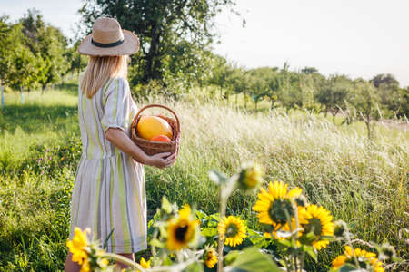 Woman wearing dress and straw hat is holding wicker basket with harvested pumpkins. Female farmer working in organic garden at summerの写真素材