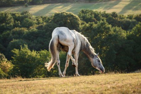 White horse disturbing by flies on pasture at summer. Rural sceneの写真素材