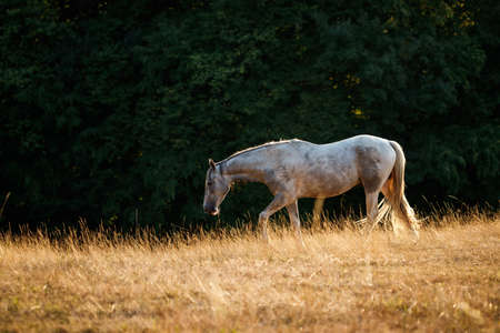 White horse on pasture with dry golden grass at summer