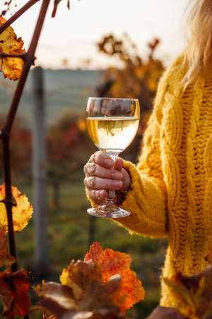 Woman vintner drinking white wine in her vineyard at fall season during sunsetの写真素材