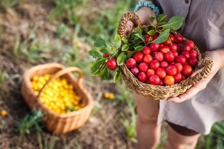 Female farmer picking yellow and red mirabelle plum fruits into wicker basket. Harvest in orchardの写真素材