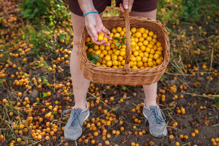 Farmer picking yellow mirabelle plum fruits into wicker basket. Harvest fruit in orchardの写真素材